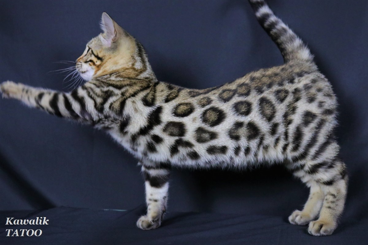 chaton bengal brown rosetted